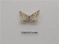 藏品(尺蛾83)的圖片